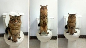 これで、猫のトイレの世話が不要に！?　猫に人間のトイレの使い方を教える方法