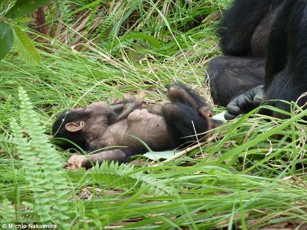 ダウン症の娘を2年間も介護したチンパンジー！　京都大学が世界初の観測
