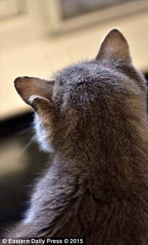 イギリスで3つの耳を持つ野良猫が保護される！