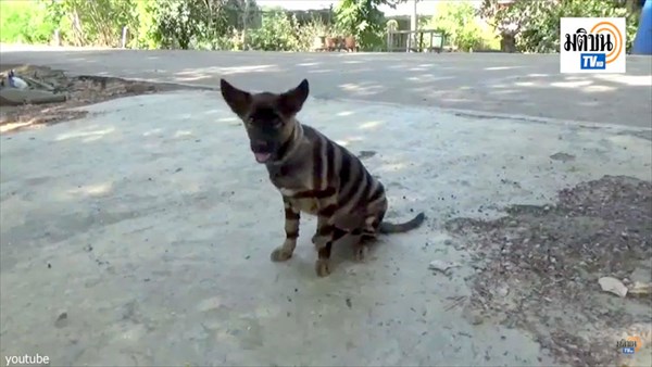 タイで撮影されたトラのような模様の生物！　しかし、どう見ても染められた犬…