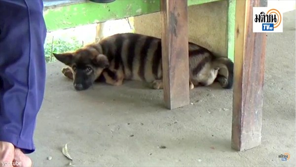 タイで撮影されたトラのような模様の生物！　しかし、どう見ても染められた犬…