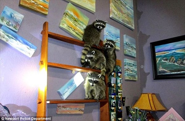 アライグマが美術品窃盗!?　オレゴン州でアライグマ窃盗団を現行犯逮捕！