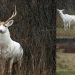 珍しい白い鹿が200頭もいる！　放棄された軍事施設で遺伝的変異個体が繁殖