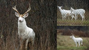 珍しい白い鹿が200頭もいる！　放棄された軍事施設で遺伝的変異個体が繁殖