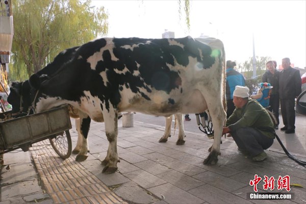 牛乳は搾りたてが一番！　その場で牛から搾乳する中国の路上販売あらわる！