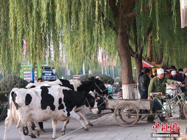 牛乳は搾りたてが一番！　その場で牛から搾乳する中国の路上販売あらわる！