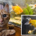 飼い猫すらも怯える！　わずか3年で急成長した巨大金魚ビッグボッブ！