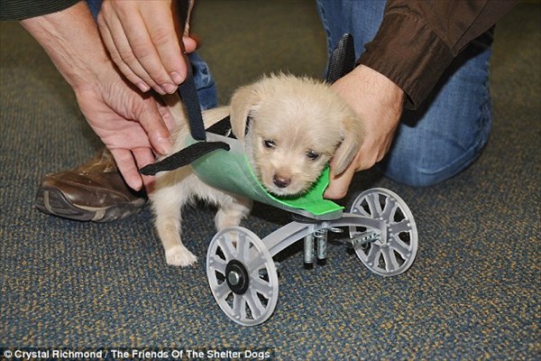 前脚を持たずに生まれた2本脚の子犬　3Dプリンターによる車椅子を装着！
