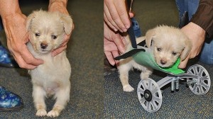 前脚を持たずに生まれた2本脚の子犬　3Dプリンターによる車椅子を装着！