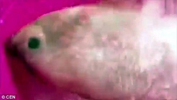 死にかけの魚が一瞬で生き返る！　中国の魚屋で使用される謎の白い粉