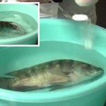 死にかけの魚が一瞬で生き返る！　中国の魚屋で使用される謎の白い粉