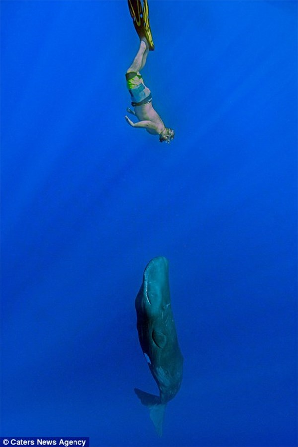 至近距離のマッコウクジラは結構怖い！　歯を持つ生物最大のマッコウクジラ