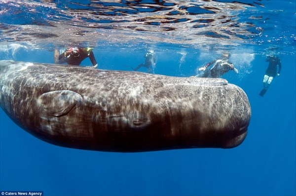 至近距離のマッコウクジラは結構怖い！　歯を持つ生物最大のマッコウクジラ