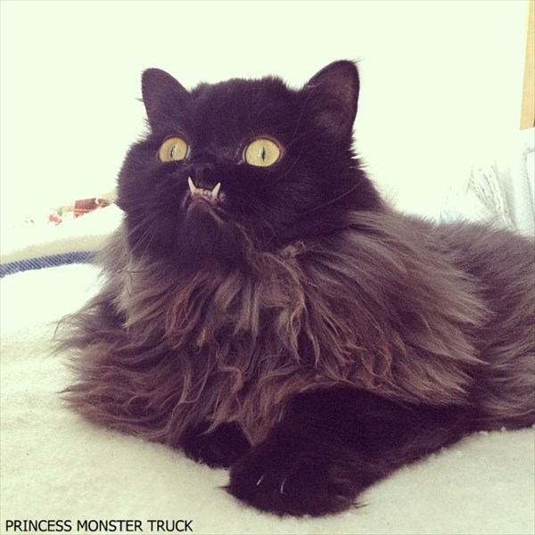 「プリンセス・モンスター・トラック」という名前の邪悪な顔を持つ猫