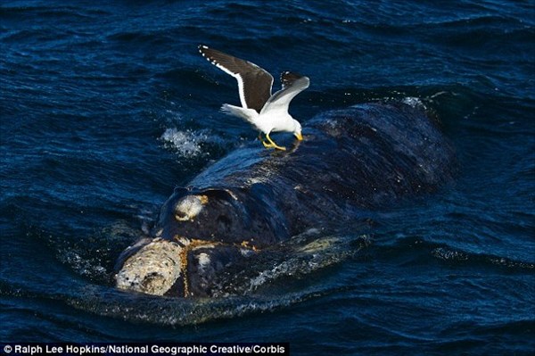 カモメが凶悪化？　海面に上がってきた赤ちゃんクジラの肉を食べる報告が急増！