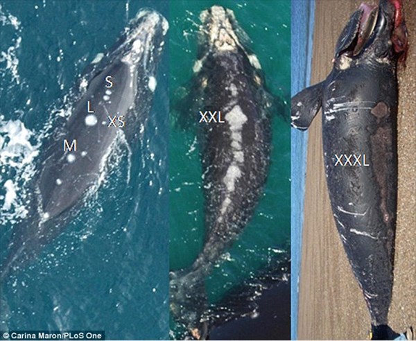 カモメが凶悪化？　海面に上がってきた赤ちゃんクジラの肉を食べる報告が急増！