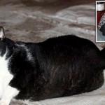体重20キロ！　世界一太ったデブ猫がベトナムで見つかる！名前は「ミウ」