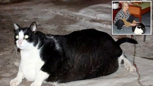 体重20キロ！　世界一太ったデブ猫がベトナムで見つかる！名前は「ミウ」
