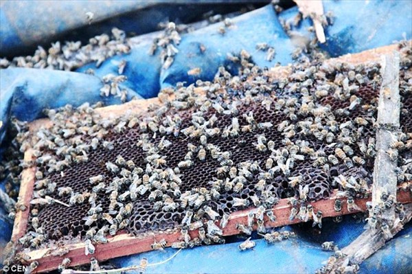 200万匹のミツバチを積んだトラック横転　蜂に対抗するため養蜂業者を招集！