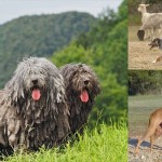 アメリカの愛犬家団体が、7品種の犬を正式な品種として新たに認定！　
