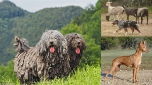 アメリカの愛犬家団体が、7品種の犬を正式な品種として新たに認定！　