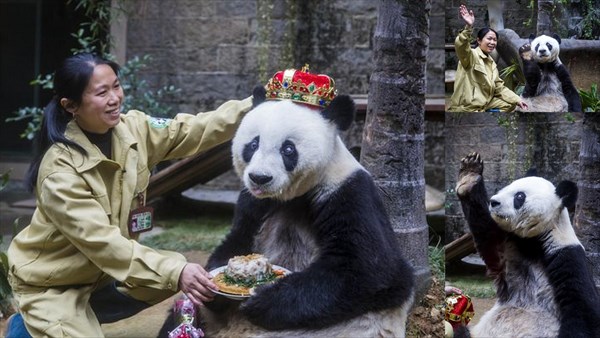 人間だと130歳!?　世界で二番目に長寿のパンダが35歳の誕生日を迎える！