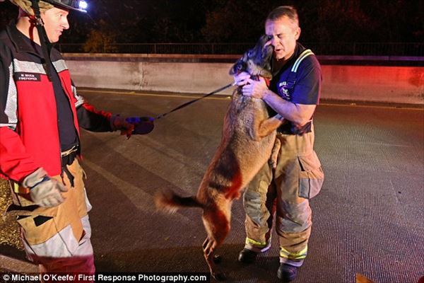 洪水に巻き込まれた犬　救助してくれた消防士にヨダレだらけのキスをプレゼント