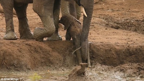 泥にはまった赤ちゃんゾウ　大人のゾウたちが協力して救出！