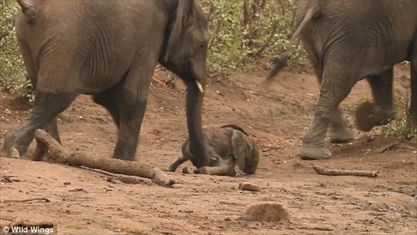 泥にはまった赤ちゃんゾウ　大人のゾウたちが協力して救出！