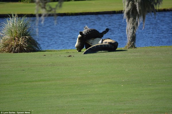 フロリダ州のゴルフ場でワニがレスリング！　通称「ゴリアテ」というワニが勝利