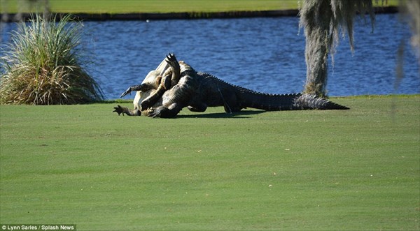 フロリダ州のゴルフ場でワニがレスリング！　通称「ゴリアテ」というワニが勝利