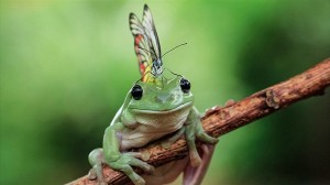 チョウを頭の上に乗せるモヒカンヘアーのカエルが撮影される！