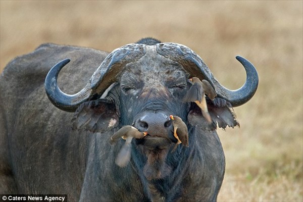 えっ、これってハナクソ…　水牛の鼻をダブルでお掃除するウシツツキ！
