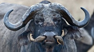 えっ、これってハナクソ…　水牛の鼻をダブルでお掃除するウシツツキ！