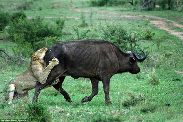 普段大人しい奴ほどキレると怖い！　ライオンに強烈な一撃をくらわす水牛