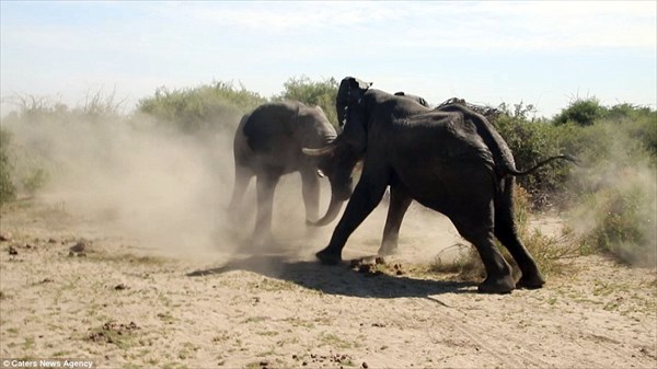 地上最大のビッグマッチ　アフリカゾウVSアフリカゾウの激闘が撮影される！