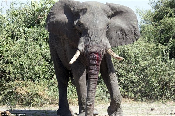 地上最大のビッグマッチ　アフリカゾウVSアフリカゾウの激闘が撮影される！