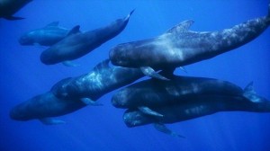 イルカ・クジラの噴気孔に魚(シタビラメ)が詰まって窒息死する事案が発生