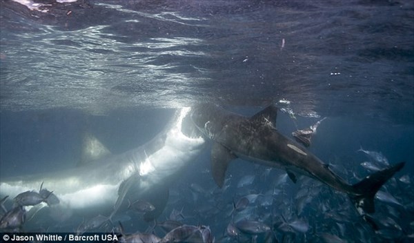 全長５メートル　巨大なホオジロザメが仲間を襲う瞬間！