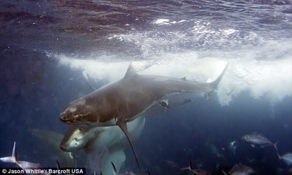 全長５メートル　巨大なホオジロザメが仲間を襲う瞬間！