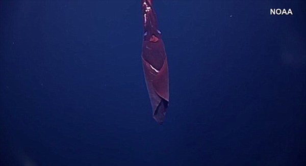 ヒロビレイカ？ムチイカ？　ハワイの深海で無人探査機が珍しい深海イカを撮影