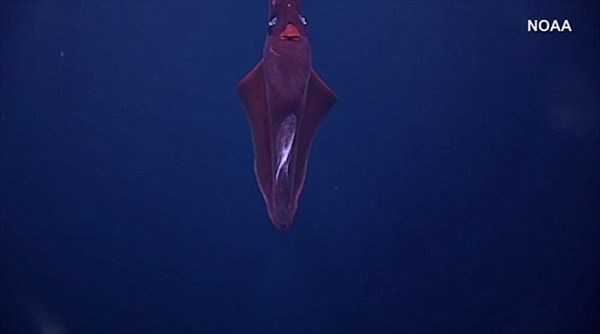 ヒロビレイカ？ムチイカ？　ハワイの深海で無人探査機が珍しい深海イカを撮影