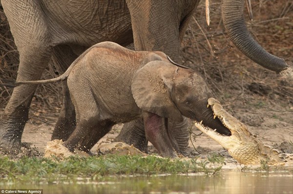 赤ちゃんゾウ危機一髪！　アフリカゾウの鼻に噛み付いたワニとの綱引き勃発！