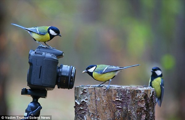 新作の「リス・カメラマン」シリーズ！　今度はアカリスが鳥を撮影！