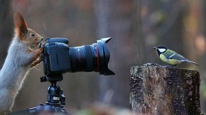 新作の「リス・カメラマン」シリーズ！　今度はアカリスが鳥を撮影！