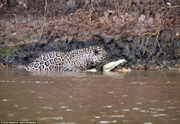 「ワニなんてデカイだけのトカゲだ！」　水中戦も得意なジャガーのワニ狩り！