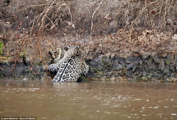 「ワニなんてデカイだけのトカゲだ！」　水中戦も得意なジャガーのワニ狩り！