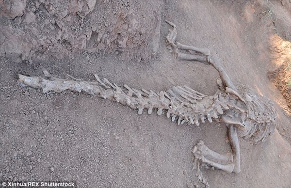 中国の道路工事現場から、2頭の巨大な恐竜の化石(ルーフェンゴサウルス)発見
