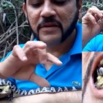 自称「スネーク忍者」の男　猛毒を持つヘビとカエルを同時に口の中に入れる！