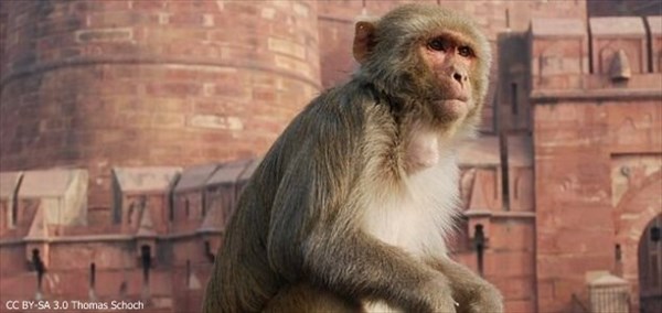 インドの司祭が猿に殺された!?　人に向けてレンガを落とす猿被害インドで多発